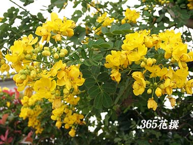 RomZỉ