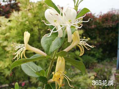 XCJỶ