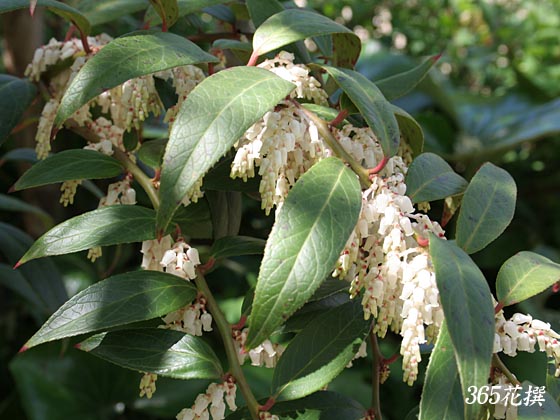 ZCECiẻ