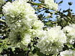 トキンバラ