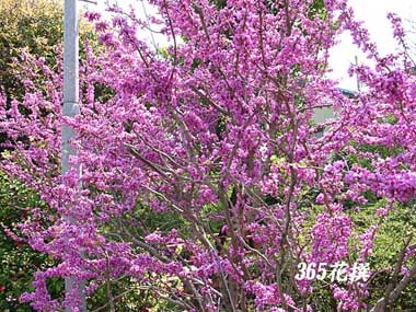 niYIẺ