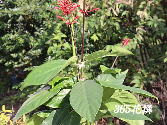 xjccoỉ
