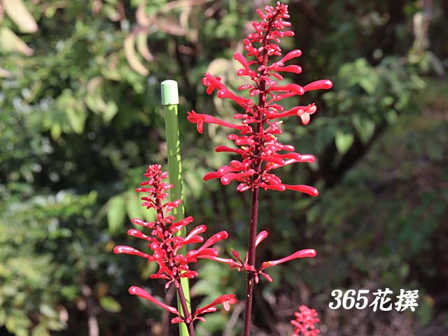 xjccoỉ