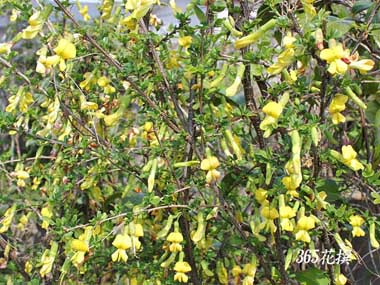 XỶ
