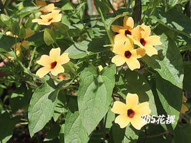 nYJỶ
