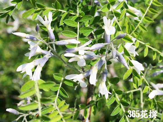 �A�I�o�i�G���W���̉�