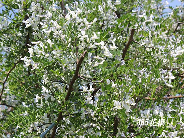 �A�I�o�i�G���W���̉�