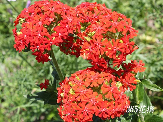 �A�����J�Z���m�E�̉�