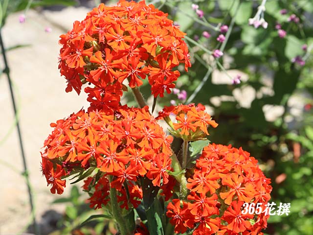 �A�����J�Z���m�E�̉�