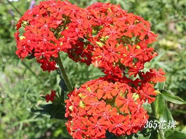 �A�����J�Z���m�E�̉�