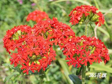 �A�����J�Z���m�E�̉�