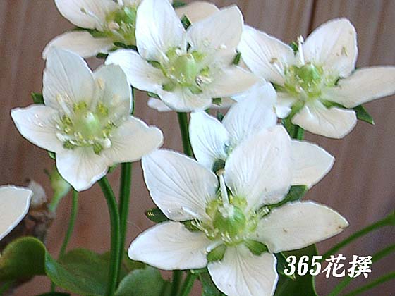 �E���o�`�\�E�̉�