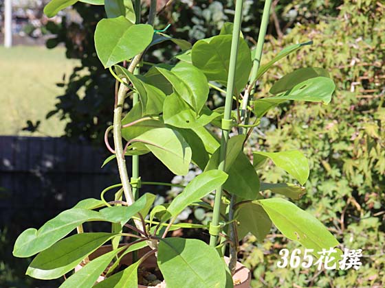 �E�R�����b�p�o�i�̉�