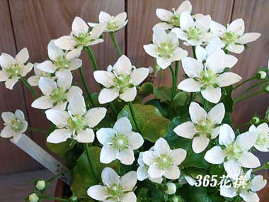 �E���o�`�\�E�̉�