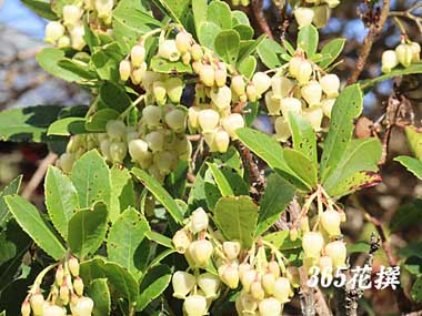 �q���C�`�S�m�L�̉�