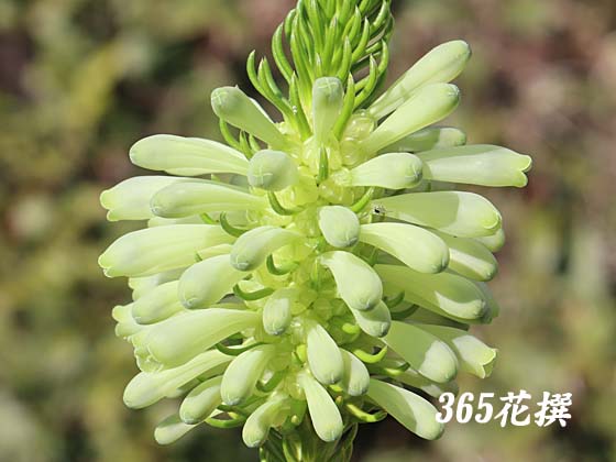 �G���J�E�Z�V���t���[���̉�