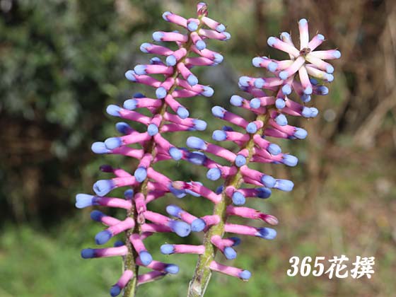 �G�N���A�E�K���Z�p���̉�