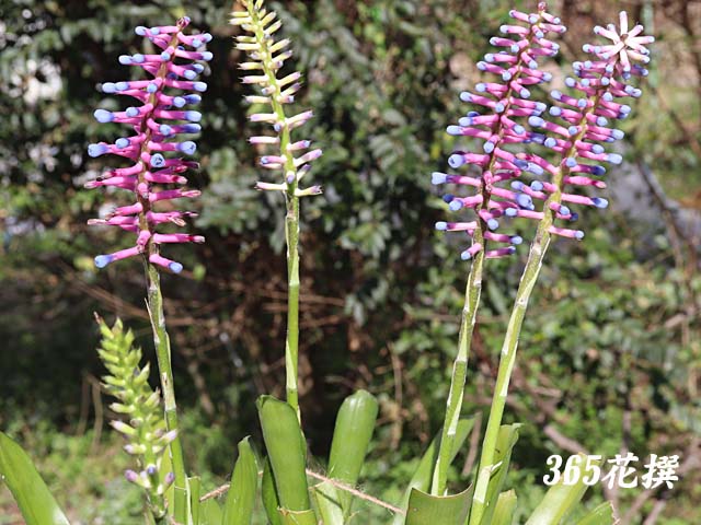 �G�N���A�E�K���Z�p���̉�