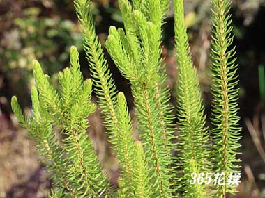 �G���J�E�Z�V���t���[���̉�