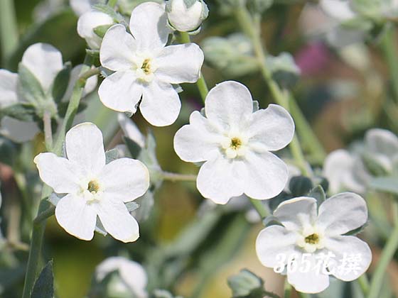 �I���t�@���f�X�E���j�t�H���A�̉�