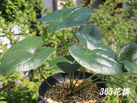 �J���A�I�C