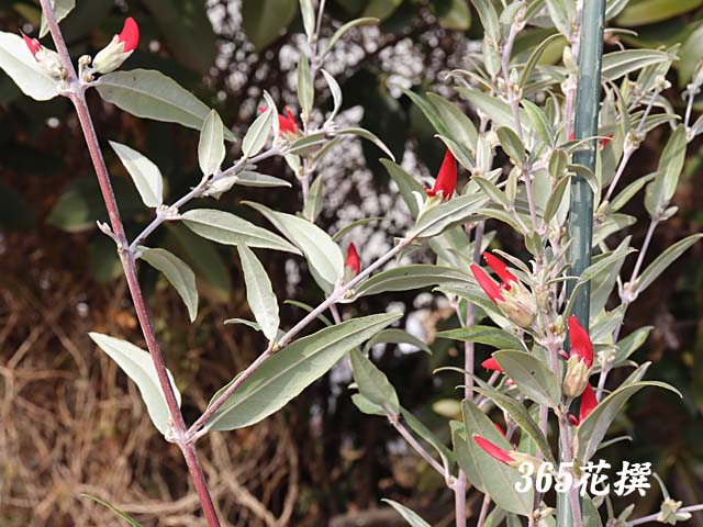 �K�X�g�����r�E���̉�