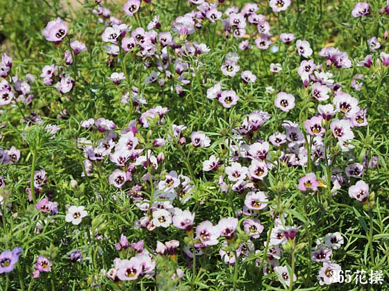 �M���A�E�g���R���[���̉�