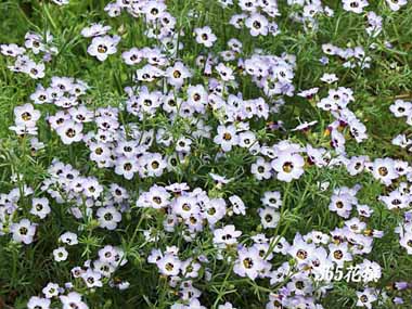 �M���A�E�g���R���[���̉�