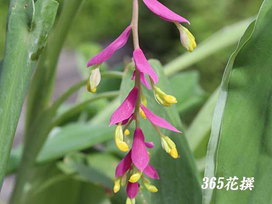 Obỏ
