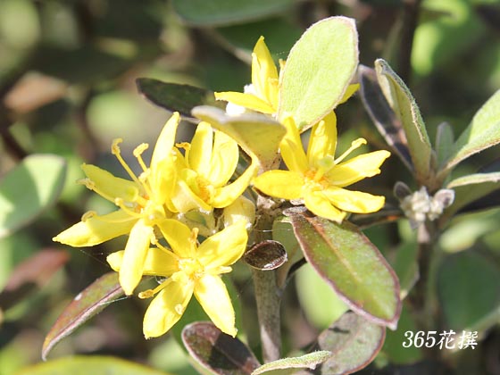 �R���L�A�̉�