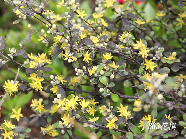 �R���L�A�̉�