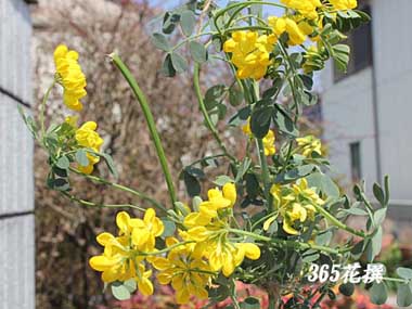 �R���j���̉�