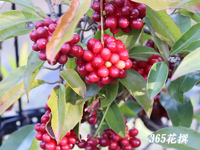 �T�l�J�Y��