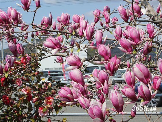 �T���T���N�����̉�