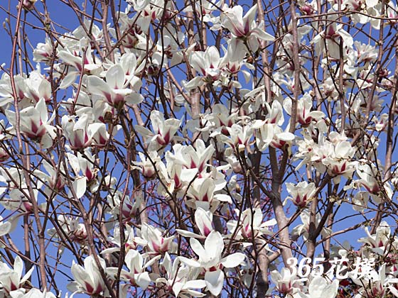 �T���T���N�����̉�