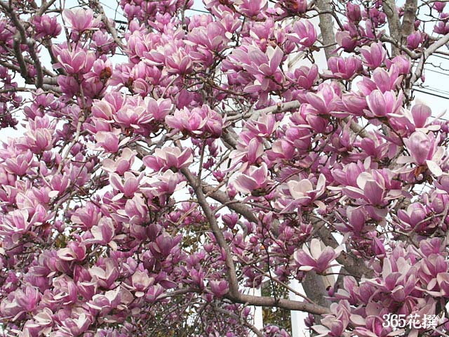 �T���T���N�����̉�