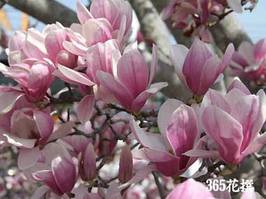 �T���T���N�����̉�