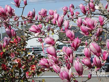 �T���T���N�����̉�