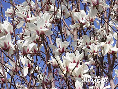 �T���T���N�����̉�