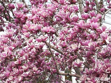 �T���T���N�����̉�