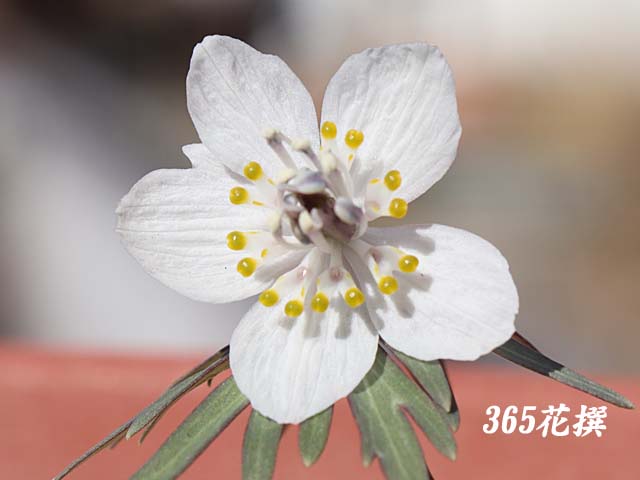 �Z�c�u���\�E�̉�