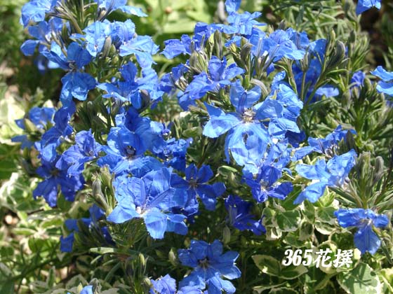 �^���s�G���̉�