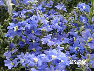 �^���s�G���̉�