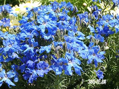 �_���s�G���̉�