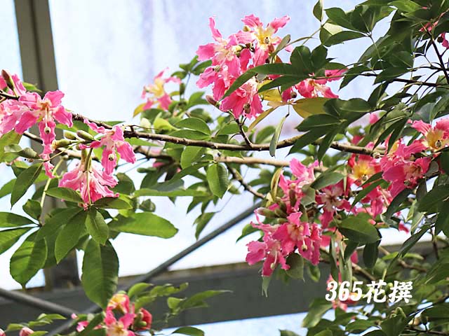 �g�b�N���L���^�̉�