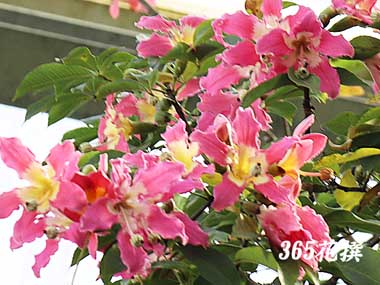 �g�b�N���L���^�̉�