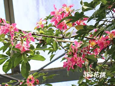 �g�b�N���L���^�̉�