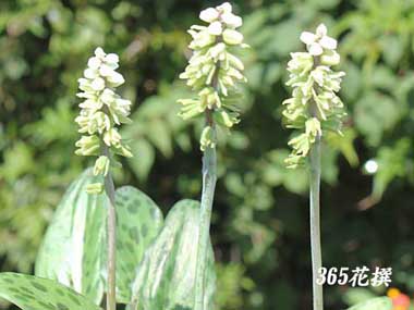 �h���~�I�v�V�X�̉�