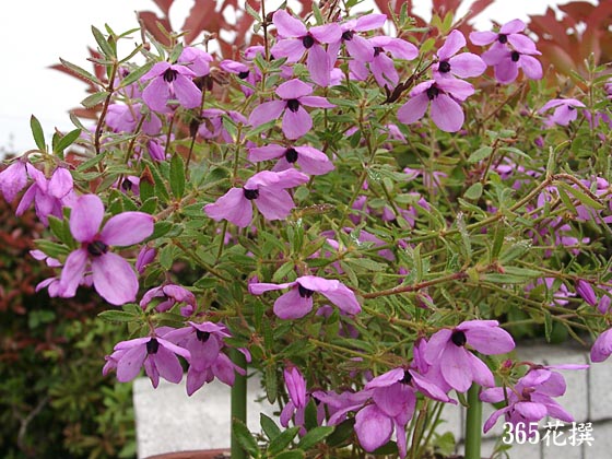 �e�g���e�J�̉�