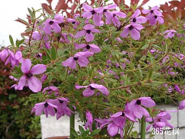 �e�g���e�J�̉�